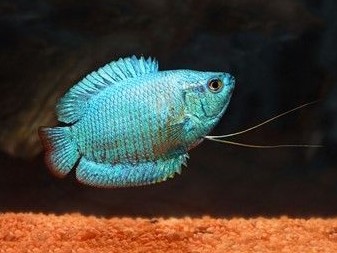 Colisa Lalia Blue neon