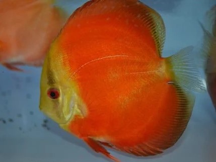 Discus Red Diamond