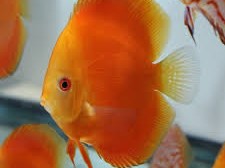 Discus Red Melon