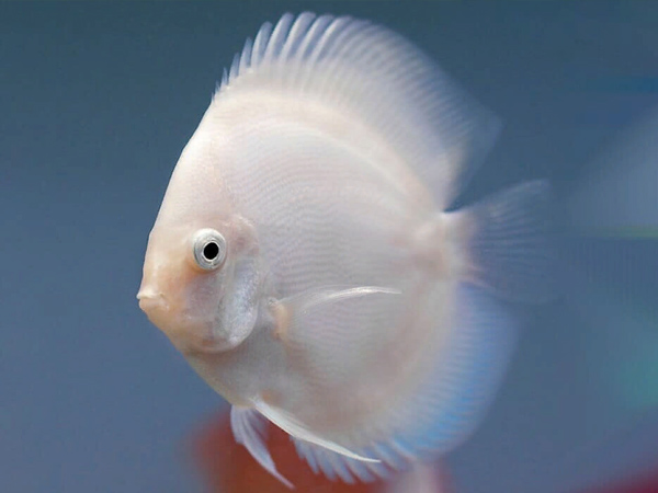 Discus Snow White