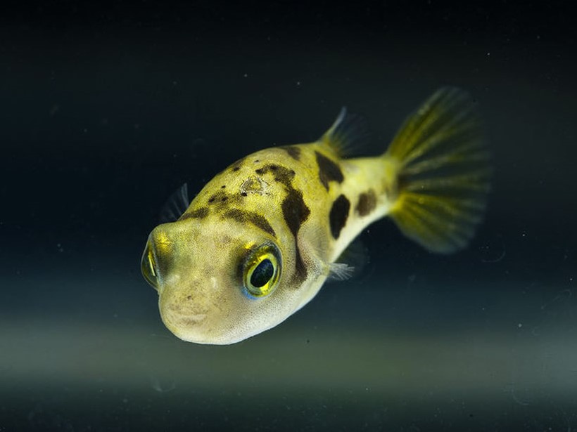 Puffer Enano