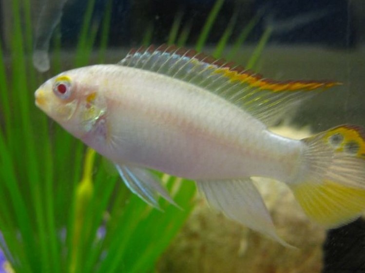 Pulcher Albino