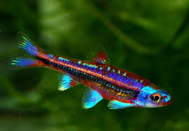 Rainbow Shiner