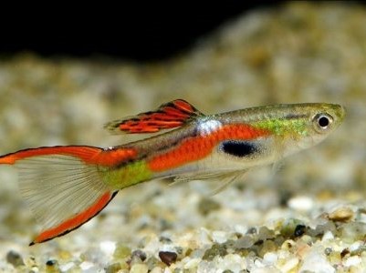 Lebistes Orange Endler Casal