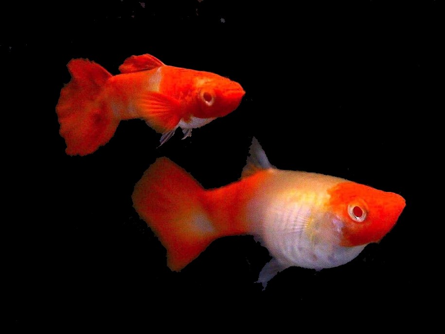 Lebistes Koi Casal