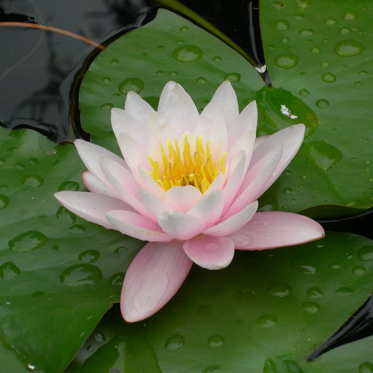 Nenufar Rosado En Acuario