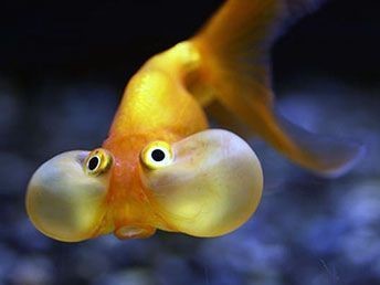 Ojos De Burbuja