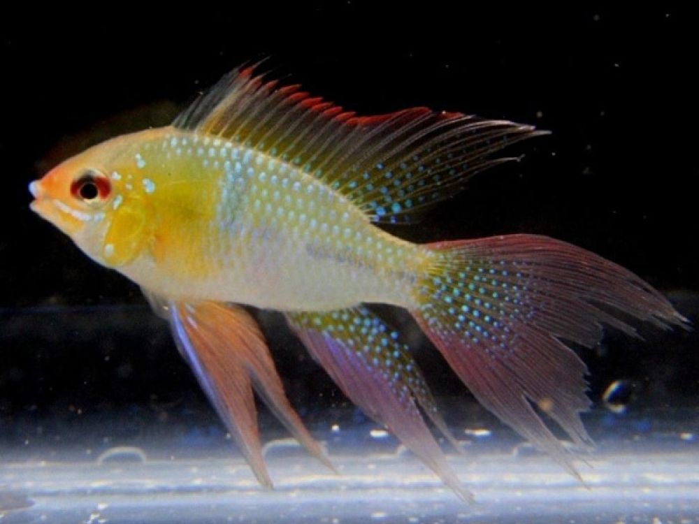 Ramirezi Long Fin Albino