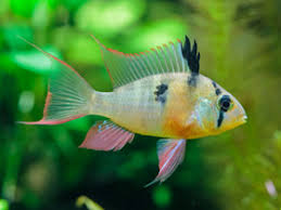 Ramirezi Boliviano