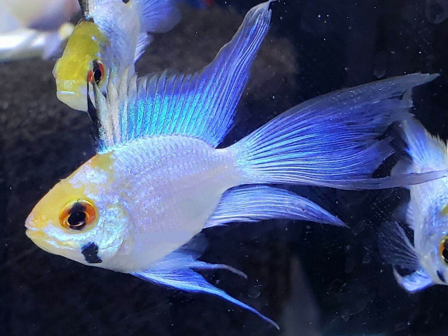 Ramirezi Electric Blue Ballon Hi-fin