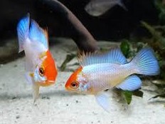 Ramirezi Electric Blue Golden Head