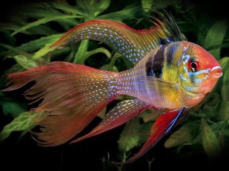 Ramirezi Holland Long Fin