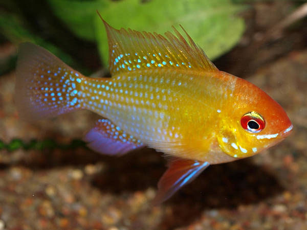 Ramirezi Holland Albino