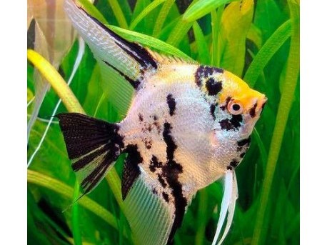 Scalar Tricolor