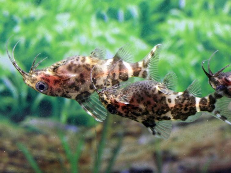 Synodontis Nigriventis