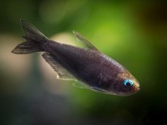 Tetra Emperador Full Black