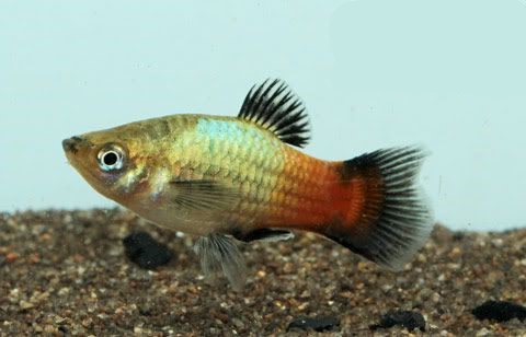 Platy Miami