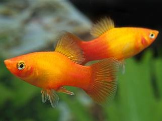 Platy sunset