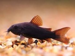 Osteogater Aeneus Black (Ex Coridora Aeneus Black)