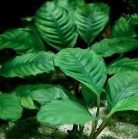 Anubia Cofeefolia