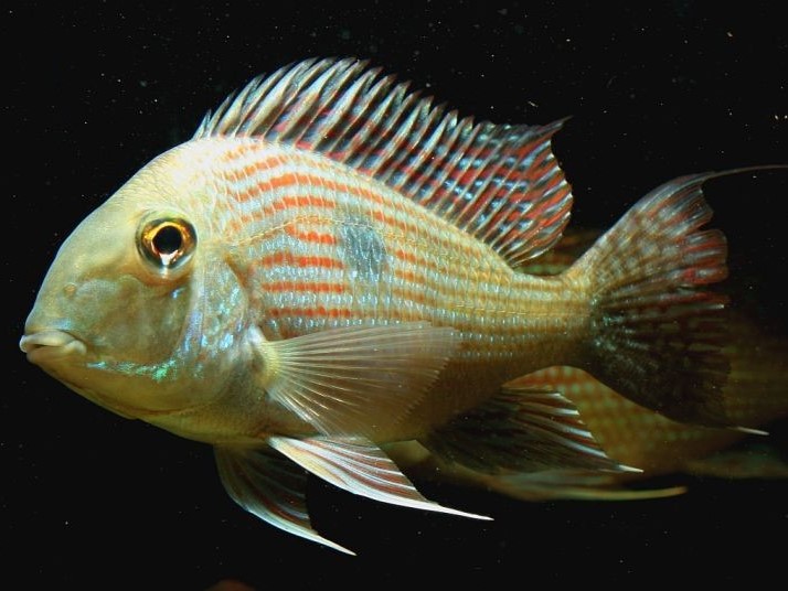 Geophagus sp. Pindare