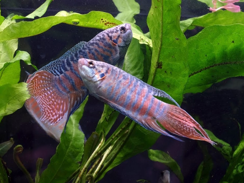 Macropodus Opercularis Azul