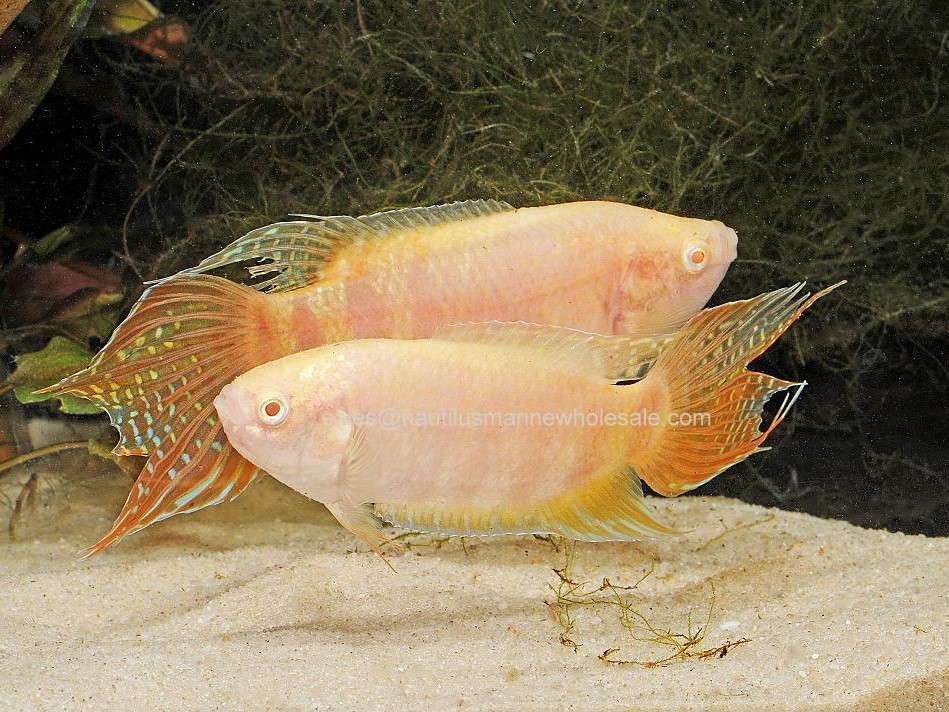 Macropodus Opercularis Albino