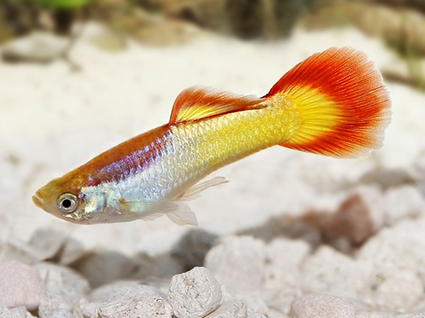 Lebistes Flame Casal