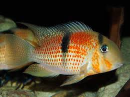 Guianacara sphenozona