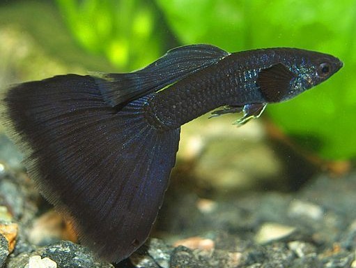 lebistes Full Black Casal