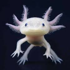 Axolote Leucocistico Chico