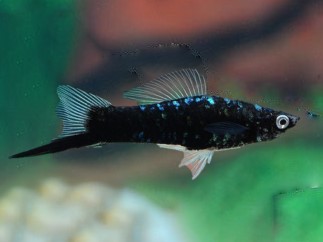 Espada Negro