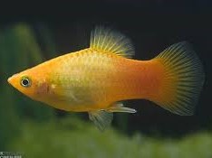 Platy Merigold