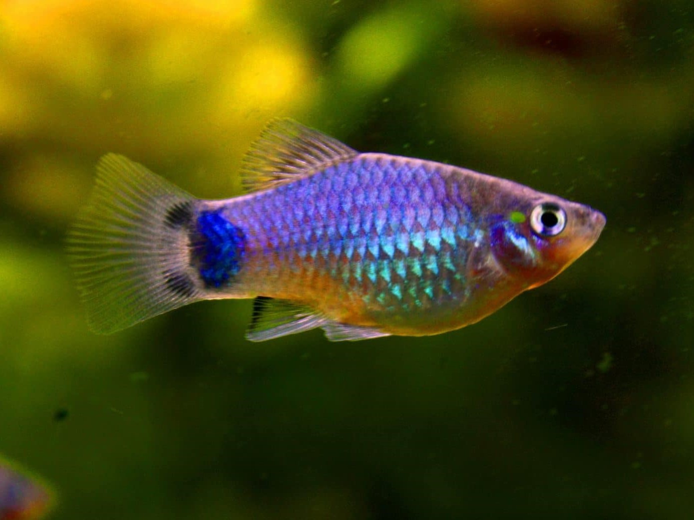 Platy Gigante