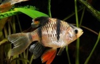 Barbus Tigre Long Fin