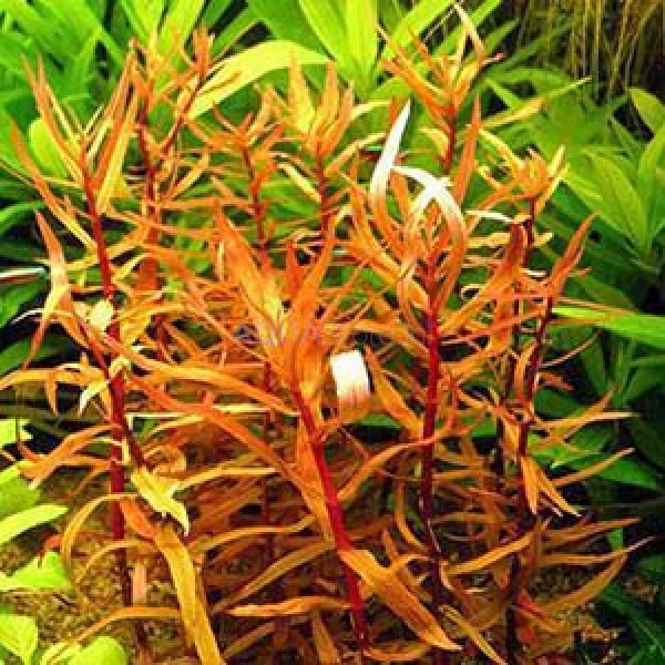 AMMANIA SENEGALENSIS