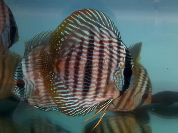 Discus Heckel
