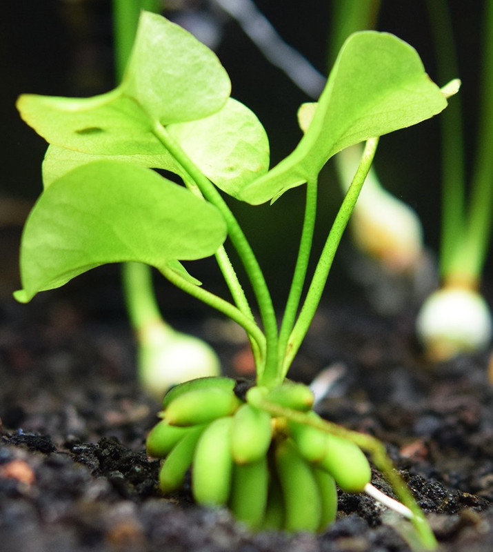 Banana Plant
