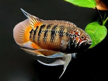 Adoketa