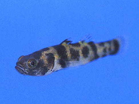 Gobio avispa