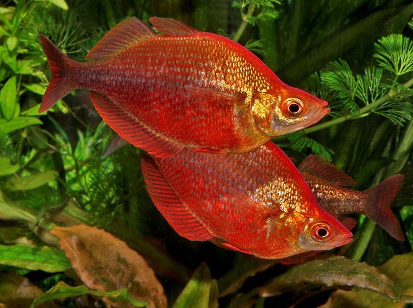 Glossolepis incisus