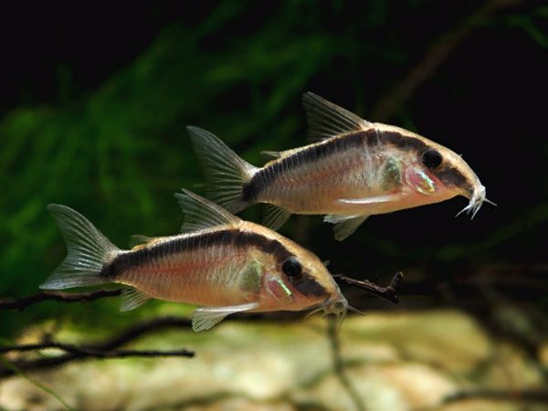 Brochis Arcuatus (Ex Coridora Arcuatus)