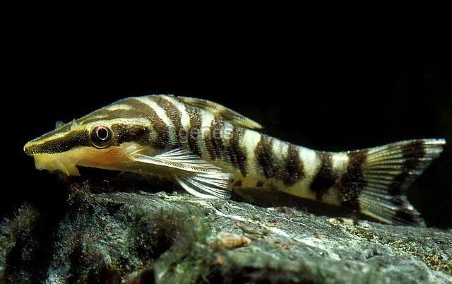 Otocinclus Zebra