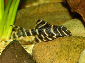 Pleco L204 Panaqolus Albivermis