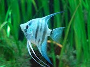 Scalar Blue Avatar