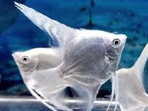 Scalar White Platinum