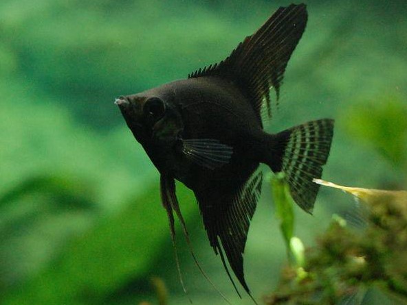 Scalar Black
