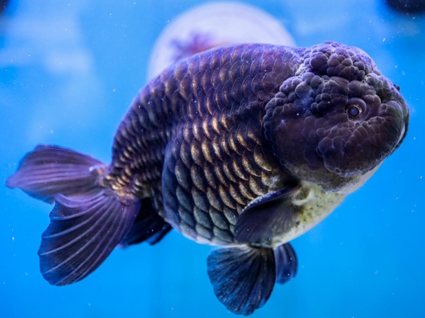 Ranchu Black