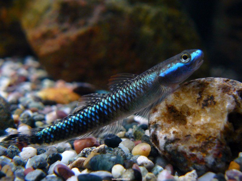 Gobio Blue Neon