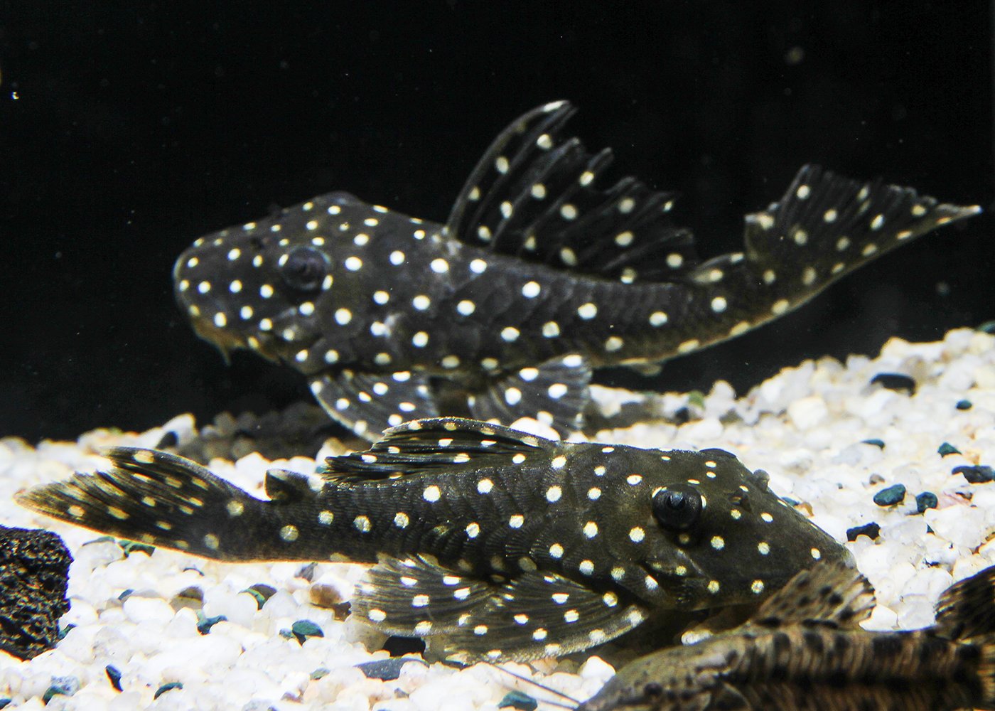 Pleco L201 Angel Orinoco